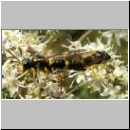 Tenthredo amoena - Blattwespe 03.jpg